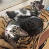 子猫を助けてください！！ サムネイル4