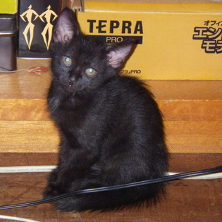 助けてください。