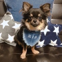 リブ