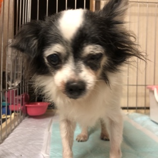 梅（チワワ・雌・12歳位）」神奈川県 - 犬の里親募集(226120