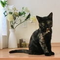 サビ柄子猫の里親さん募集