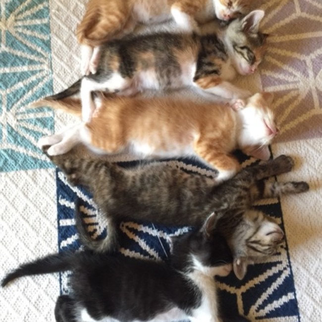 うえひらのカバー写真