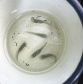 募集停止します。   深海メダカ