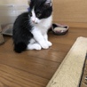 白黒ハチワレ子猫「ジョーくん」去勢手術済です！ サムネイル2