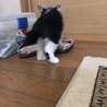 白黒ハチワレ子猫「ジョーくん」去勢手術済です！ サムネイル3