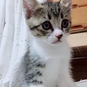 生後2ヶ月猫ちゃん里親募集中！ワクチン済み