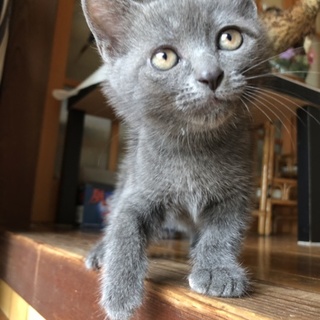 2カ月ビロードグレー男の子☆しょう君