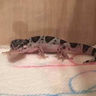 ヒョウモントカゲモドキ マックスノー ベビー