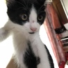 白黒ハチワレ子猫「ジョーくん」去勢手術済です！ サムネイル4