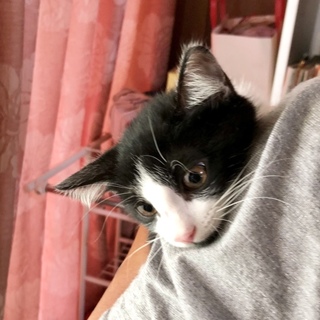 白黒ハチワレ子猫「ジョーくん」去勢手術済です！