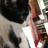 白黒ハチワレ子猫「ジョーくん」去勢手術済です！ サムネイル5