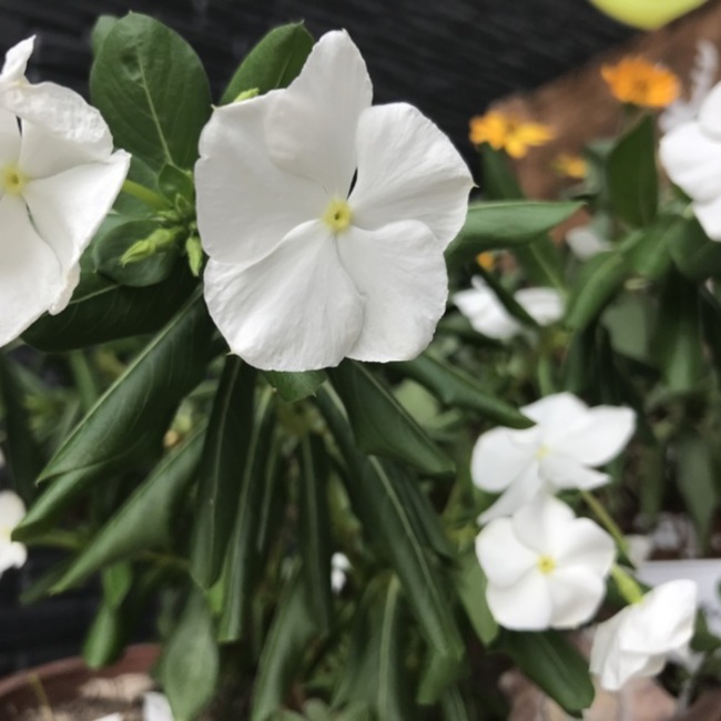 あめとりんのカバー写真