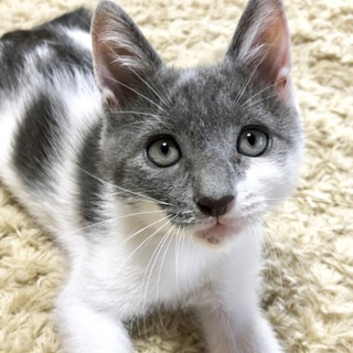 2カ月☆白×グレー男の子☆うしお君