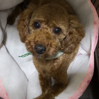 もっぴぃくん☆小鹿のように跳びはねます