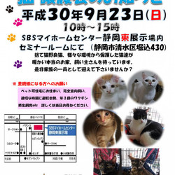 静岡市清水区で保護猫譲渡会です