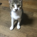 〜里親募集〜 お願いします