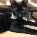 やんちゃな甘えん坊 黒猫くん