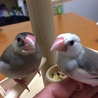 2017.12頃の写真です。つばきとまとい