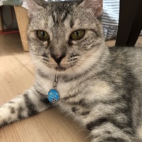 あられ