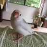 つばちゃん、もう少しで綺麗になるね！
