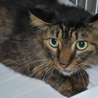 キジトラ半長毛の女の子