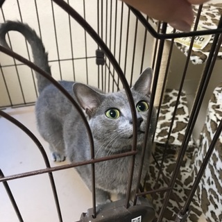 ブルー、オス！