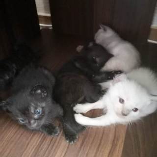 可愛い子猫です。