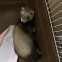 マーシャルフェレット 里親募集