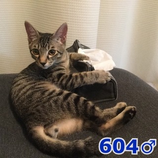 管理番号：OS−604