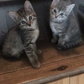 子猫4匹里親募集