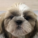 人なつこいシーズー君