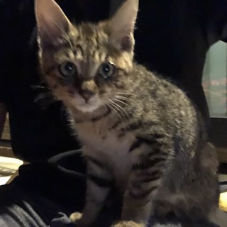 仔猫の里親募集