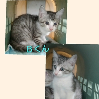 美形兄弟☆２匹一緒優先