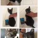 保護猫です
