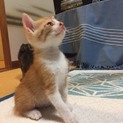 美人ママそっくりの茶トラのイケメンくん！