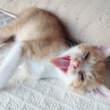 元気いっぱい、茶トラの子猫ちゃん！