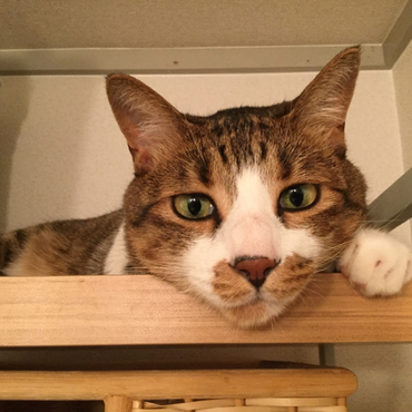 ランドリーラックの上から