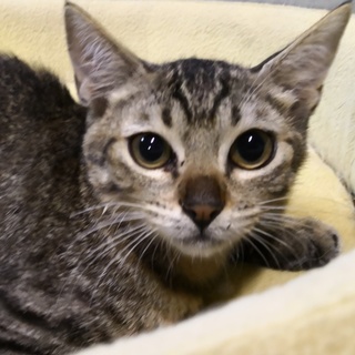 きじれん☆兄弟仲良し