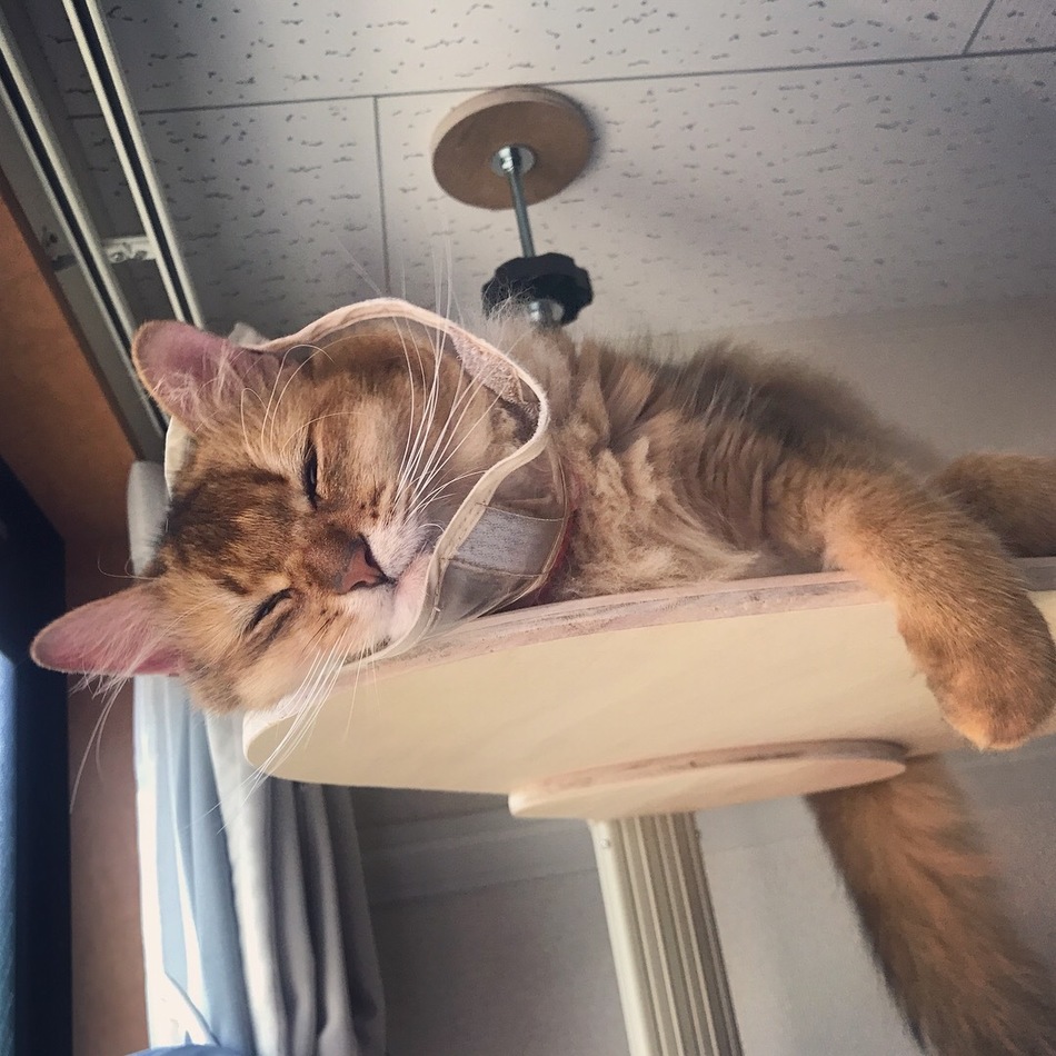 ぐりのカバー写真