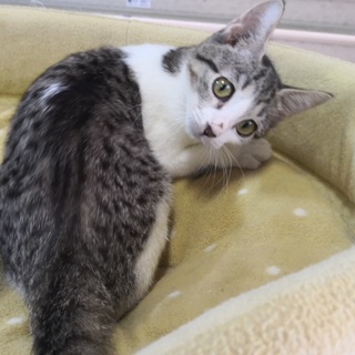 きしれんくん☆兄弟仲良し