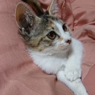 ミケ子猫