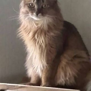 ソマリ(メス/去勢済)里親さん募集