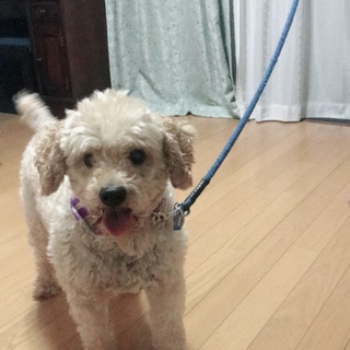 まだまだ元気なトイプードルです！