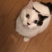 琥汰