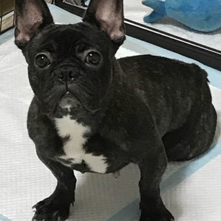 おもちゃで遊ぶの大好きな元気な女の子のトマトちゃん