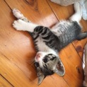 5匹の子猫ちゃんの里親様を募集しております