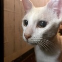 ✳︎およそ1歳✳︎ 甘えん坊の男の子です