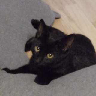 縁起の良い黒い子猫