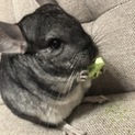 チンチラ♀2歳