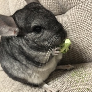 チンチラ♀2歳